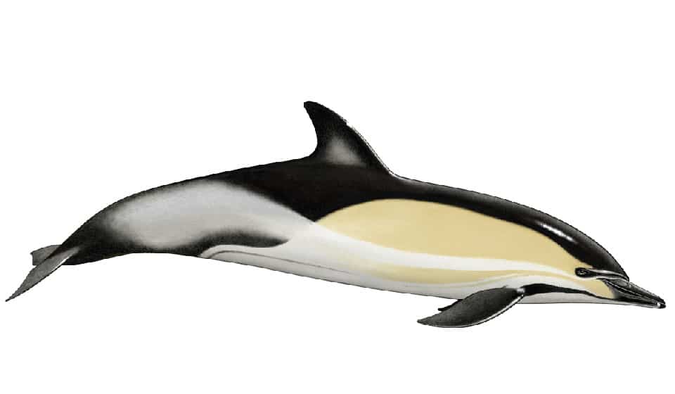 common dolphin image