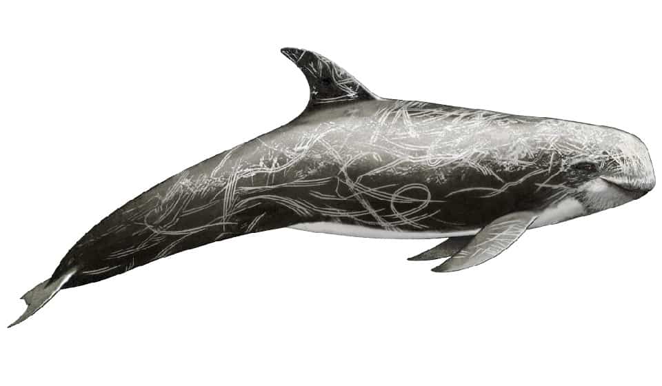 Risso's dolphin image