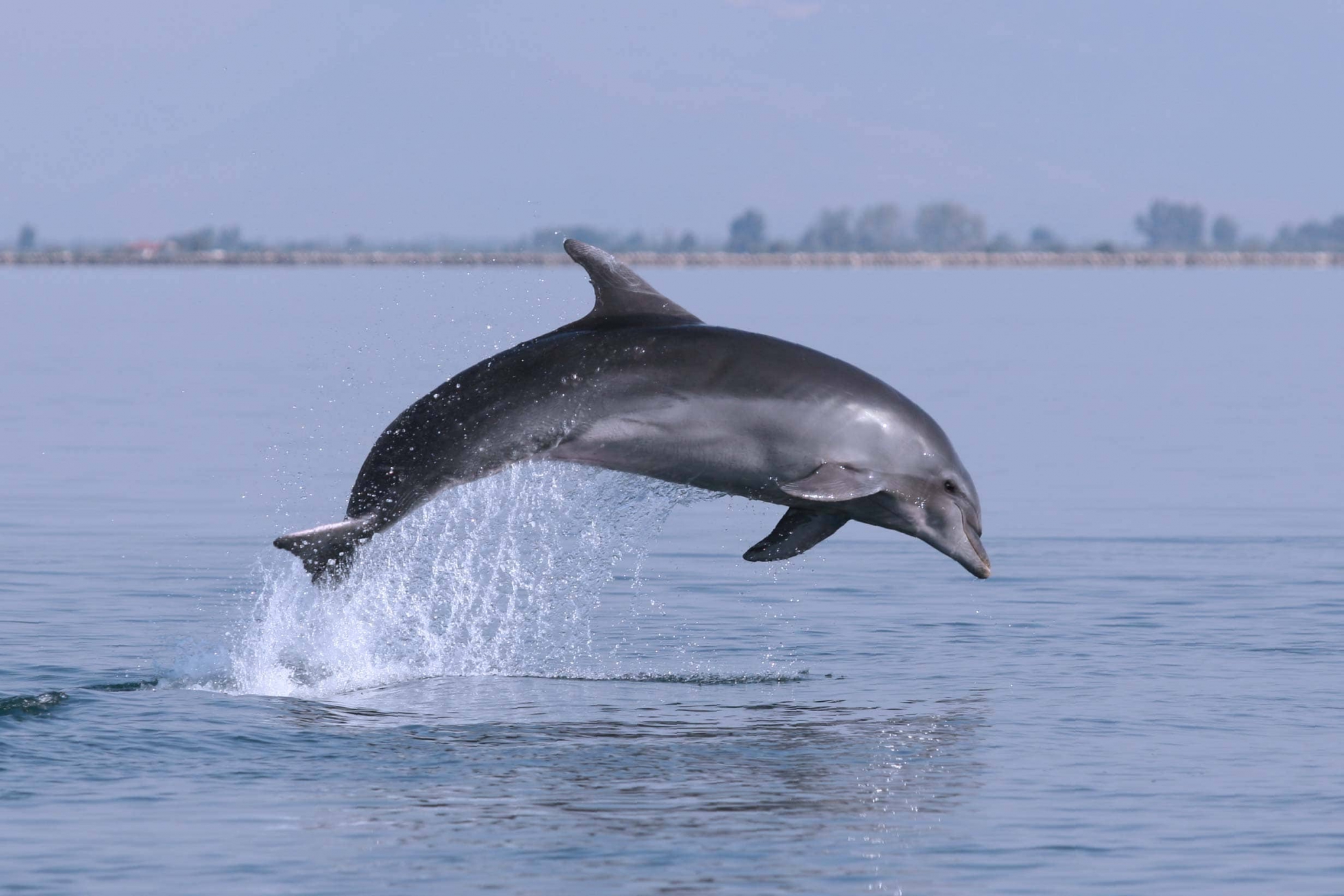 Bottlenose dolphin Ionian Dolphin Project