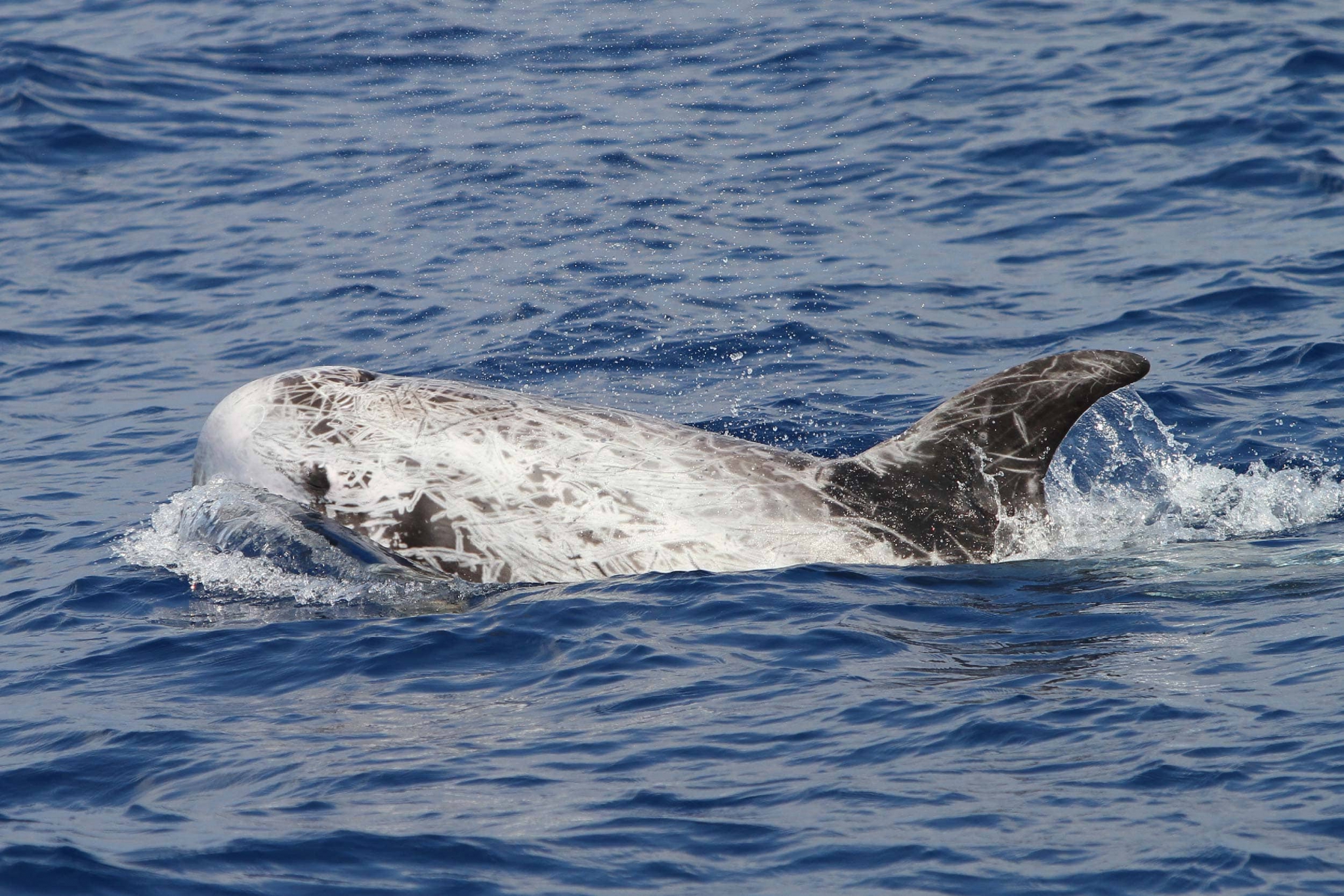 Risso's dolphin - Ionian Dolphin Project