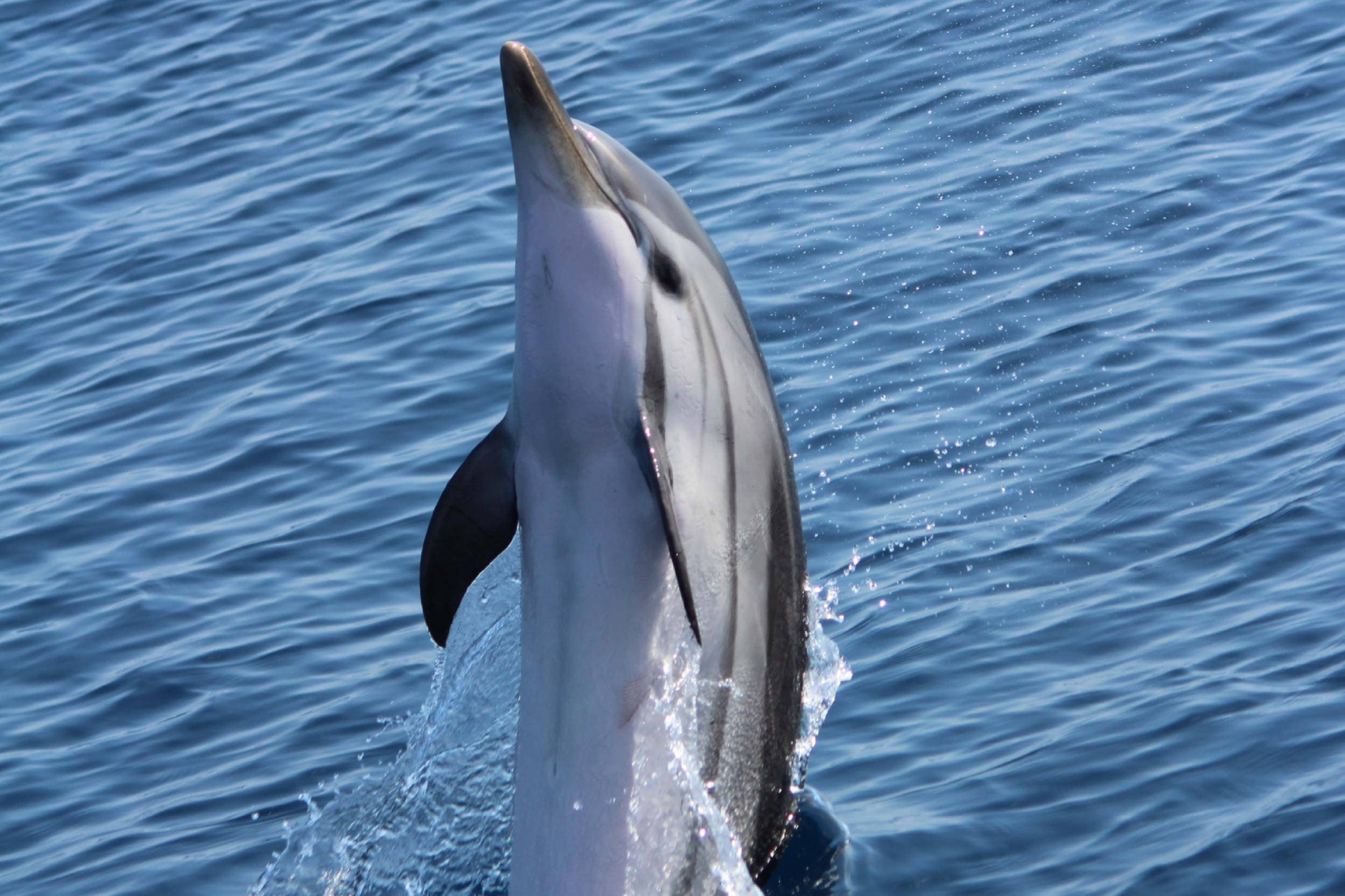 Striped dolphin - Ionian Dolphin Project