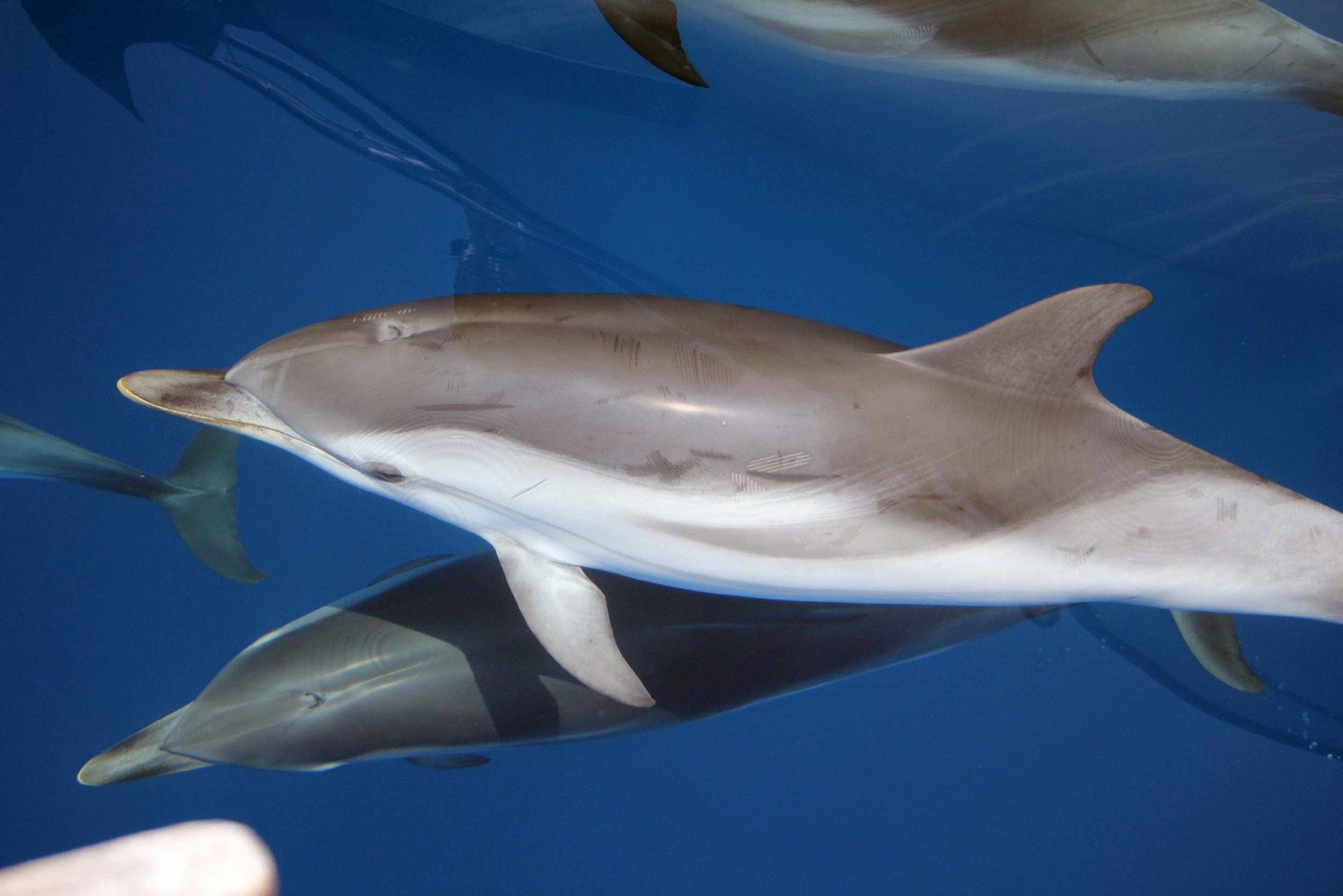 Striped dolphin - Ionian Dolphin Project