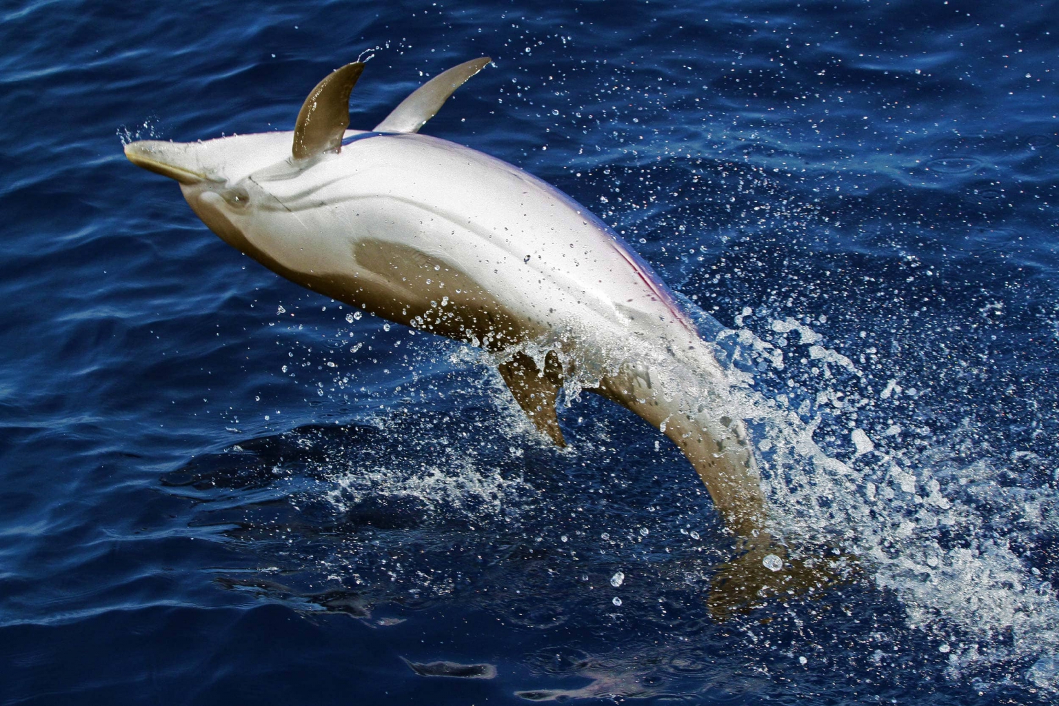 Striped Dolphin - Ionian Dolphin Project