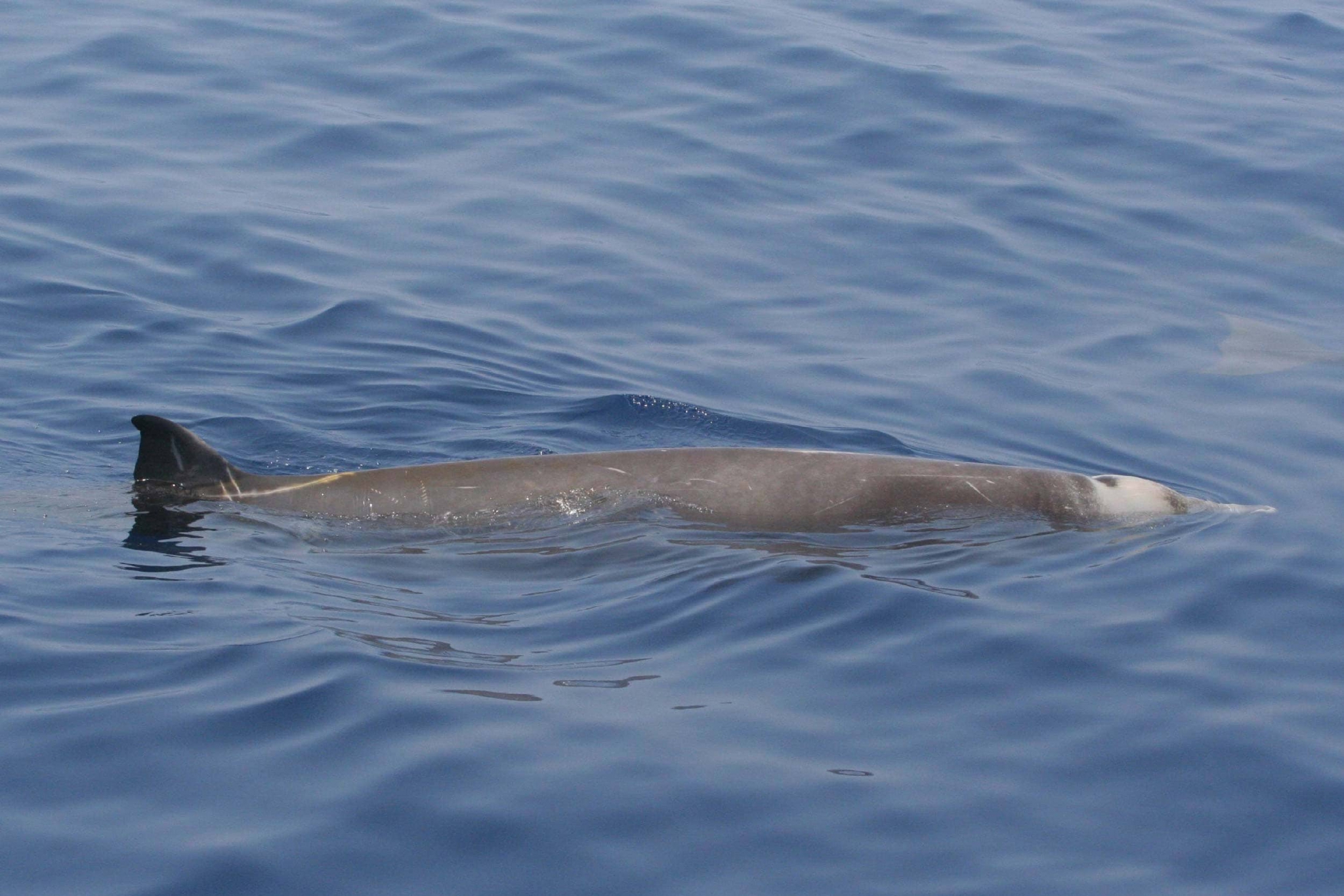 Cuvier's beaked whale - Ionian Dolphin Project