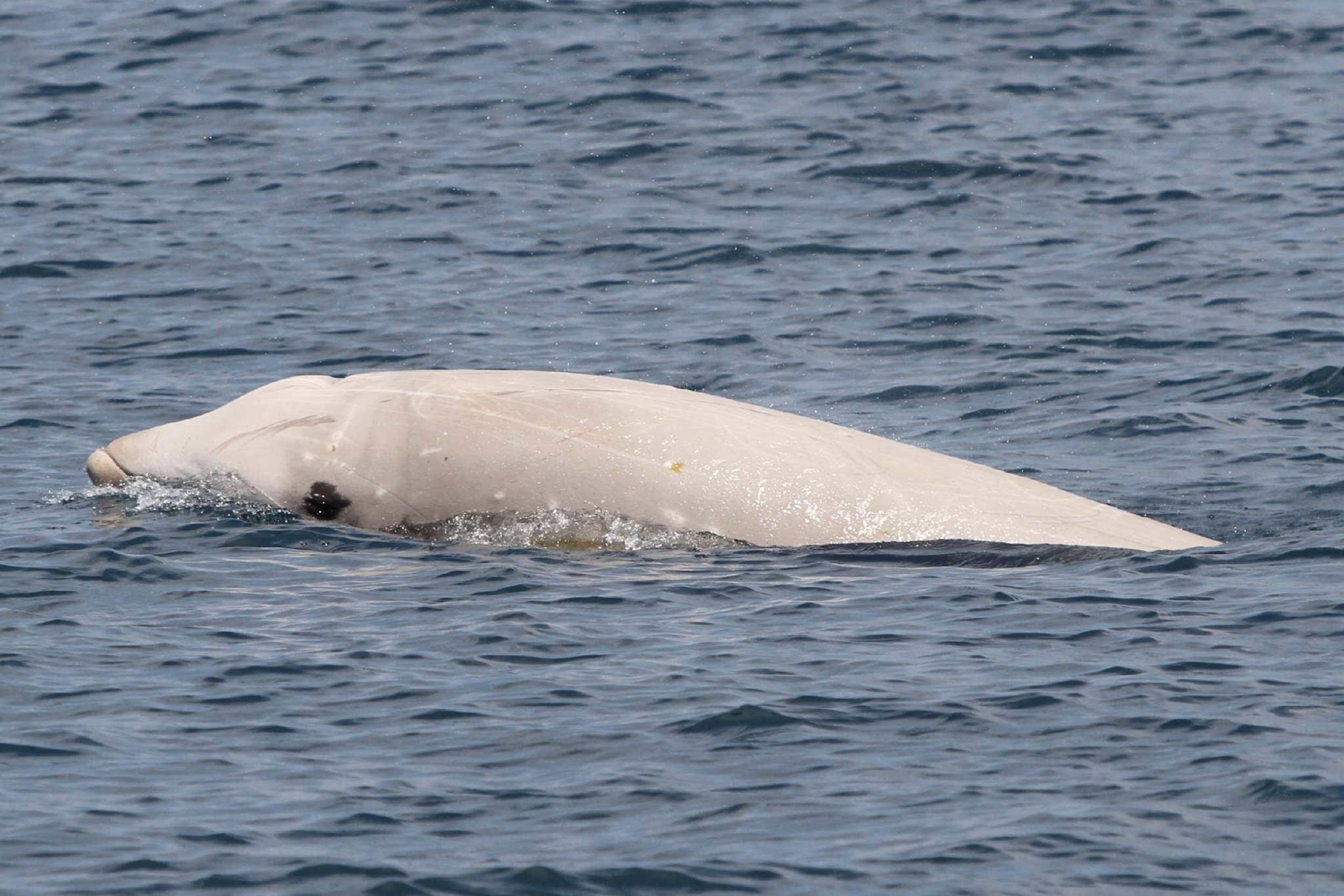 Cuvier's beaked whale - Ionian Dolphin Project