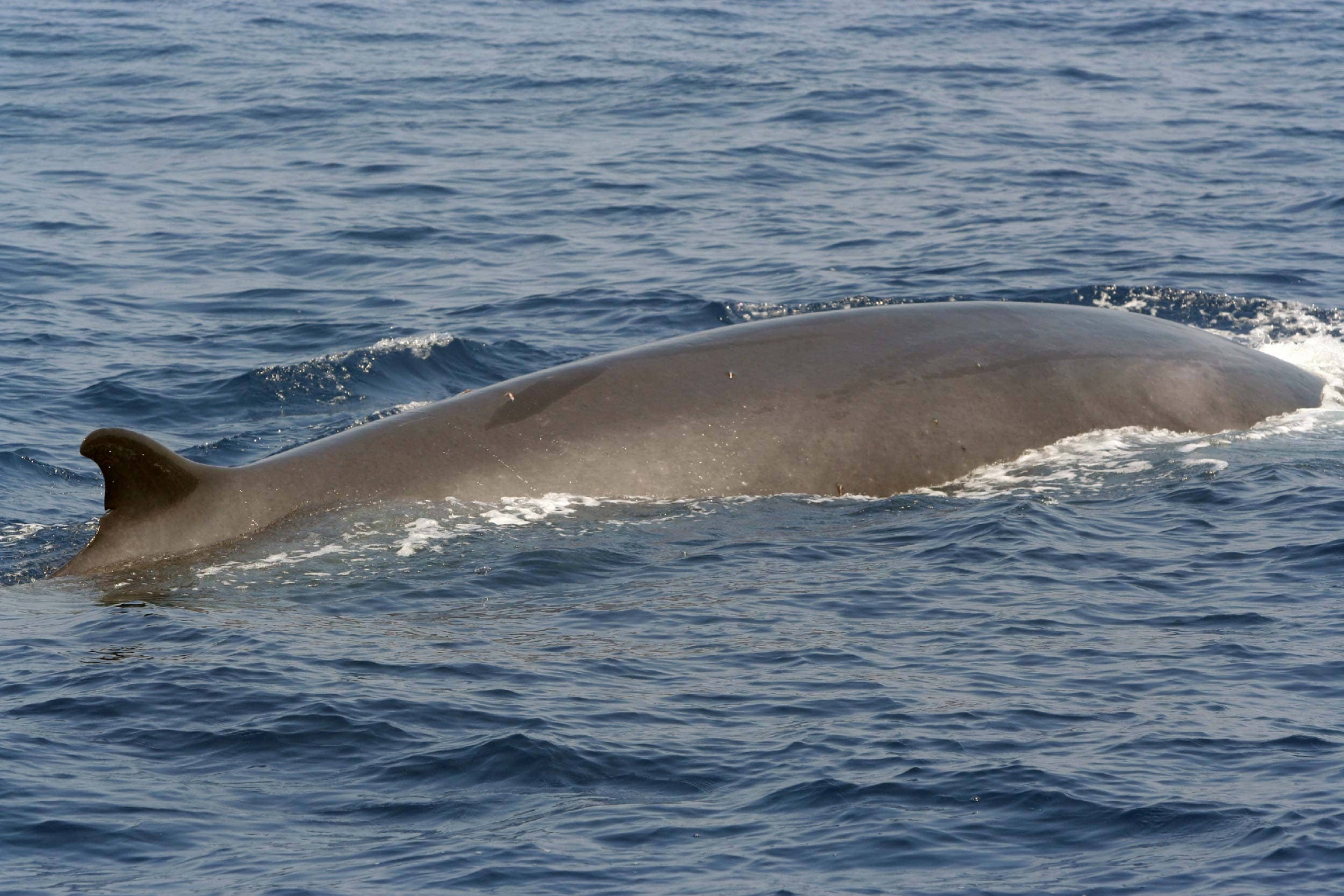 Fin whale - Ionian Dolphin Project